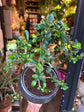 Bonsai Carmona | 19cm black ceramic pot