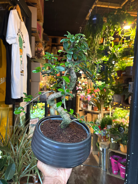 Bonsai Carmona | 19cm black ceramic pot
