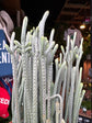Crassula muscosa &