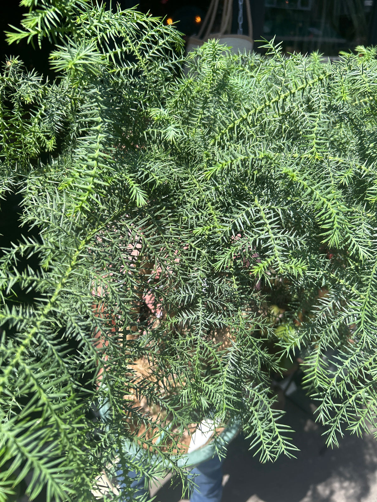 Araucaria Cunninghamii | 27cm pot