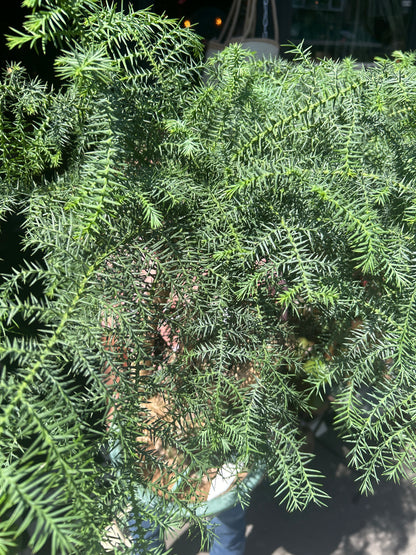 Araucaria Cunninghamii | 27cm pot