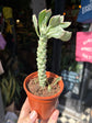 Euphorbia ritchiei alba variegata