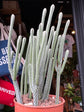 Crassula muscosa &