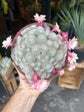 Rebutia ‘Celebration’ | 15cm pot