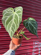 Anthurium Magnificum | 12cm pot