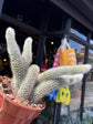 Hildewintera Colademononi | Monkey Tail Cactus | 12cm pot
