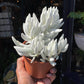 Senecio Mont Blanc in front of Urban Tropicana’s store in Chiswick, London.
