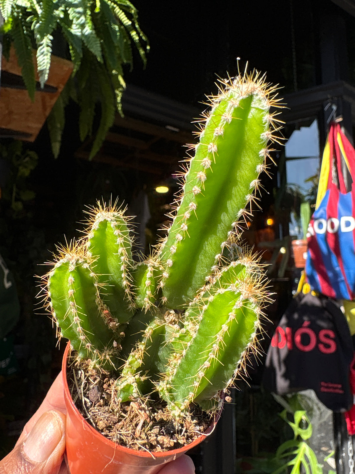 Cereus Peruvianus Florida | 5.5cm pot