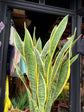 Sansevieria Laurentii | Snake Plant | 24cm pot