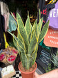 Sansevieria Laurentii | Snake Plant | 24cm pot
