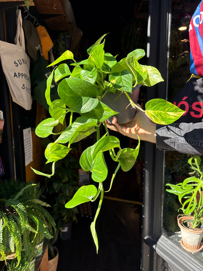 Epipremnum &