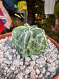 Astrophytum myriostigma walnut