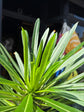 Pachypodium lamerei | 14cm pot