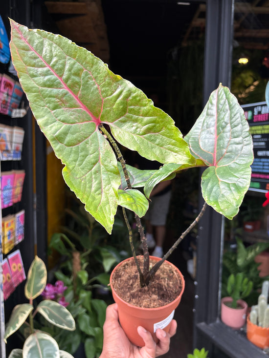 Alocasia Black Jack | 12cm pot