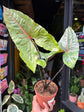 Alocasia Black Jack | 12cm pot