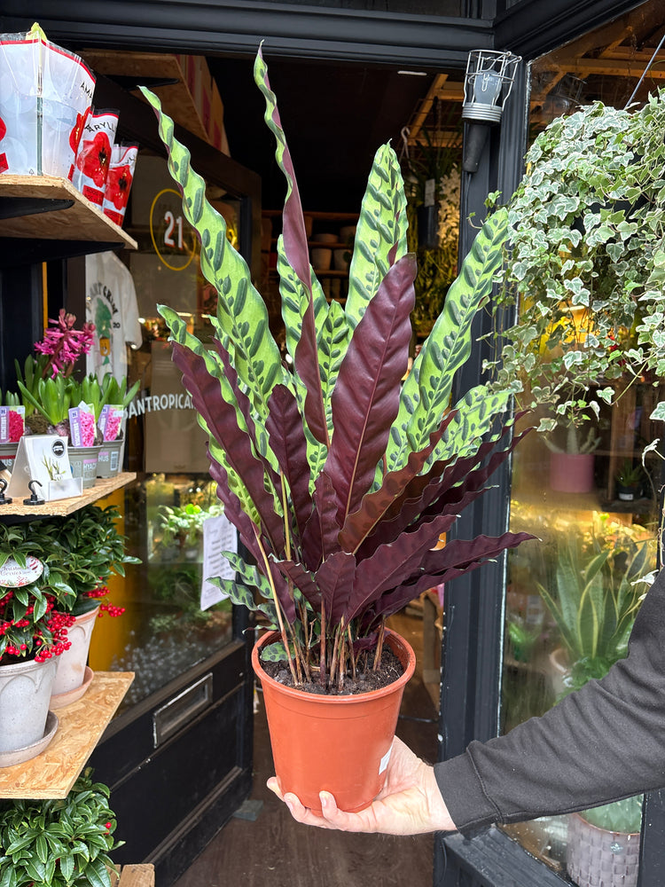 rattlesnake plant pot size Calathea Lancifolia - Rattlesnake Plant - House Plants