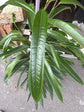 Ficus binnendijkii ‘Alii’ | 21cm pot