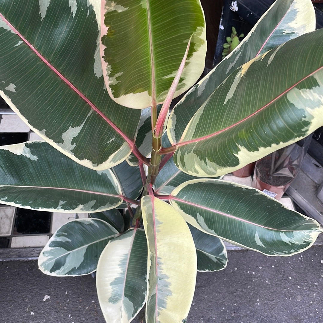 A Ficus Tineke plant also known as a variegated Rubber Plant in front of Urban Tropicana&