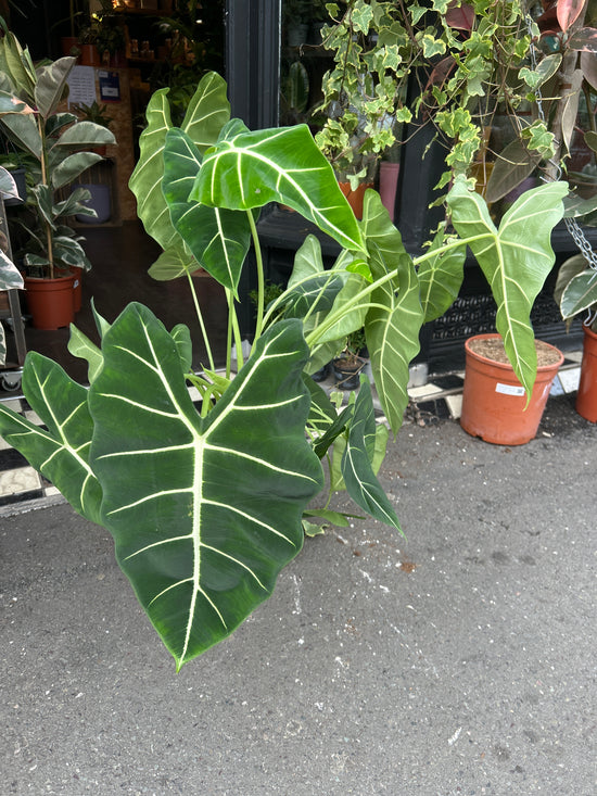 Alocasia Frydek | 19cm pot