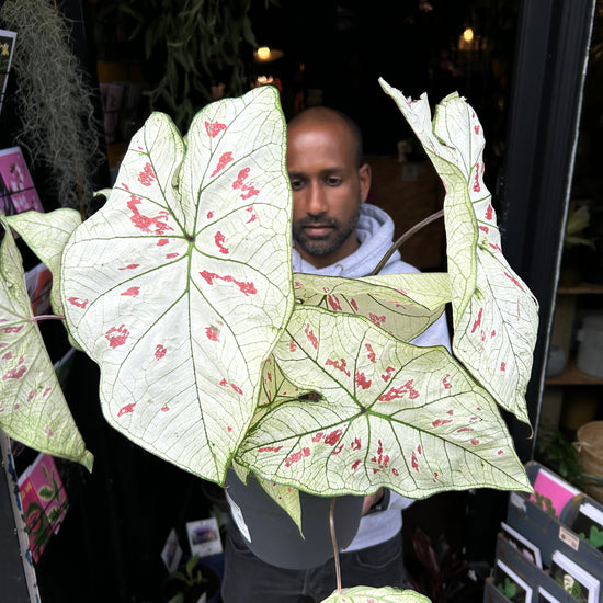 A Caladium Strawberry Star plant also known as a Caladium Bicolor in front of Urban Tropicana&