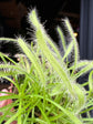 Drosera | 8.5cm pot