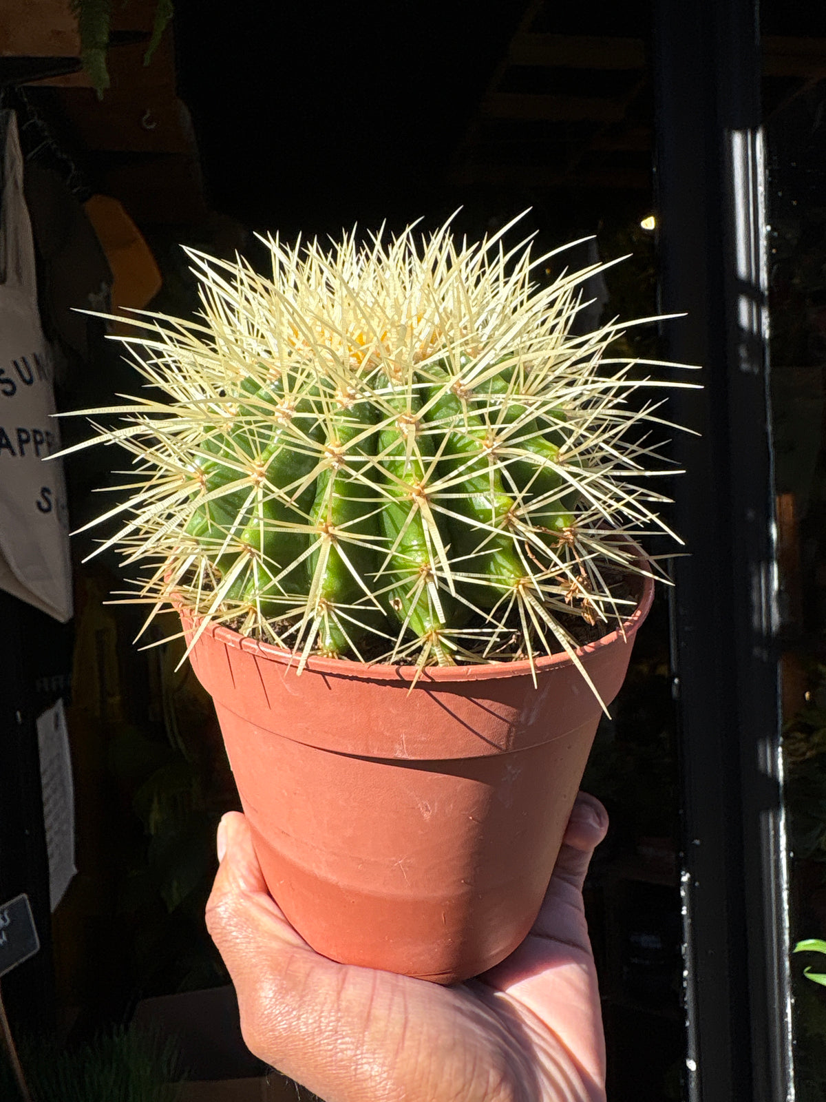 Echinocactus Grusonii | 12cm pot