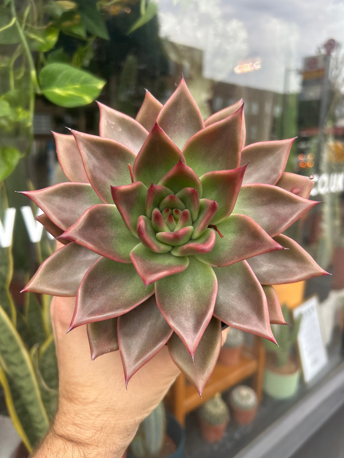 Echeveria Agavoides | 13cm pot