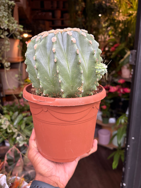 Ferocactus Glaucescens Inermis | 17cm pot