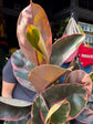 Ficus elastica ‘Belize’ | 24cm pot