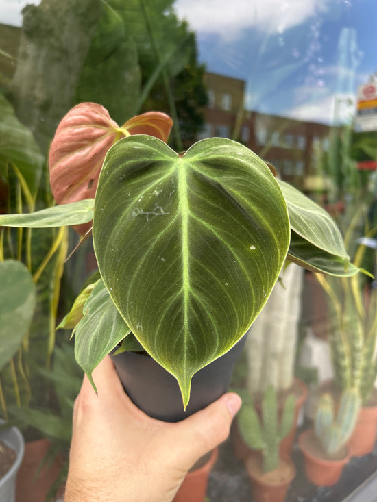 Philodendron El Choco Red | 12cm pot