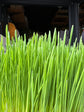 Cat grass | 16cm pot