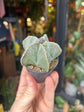 Astrophytum Myriostigma | 6cm pot