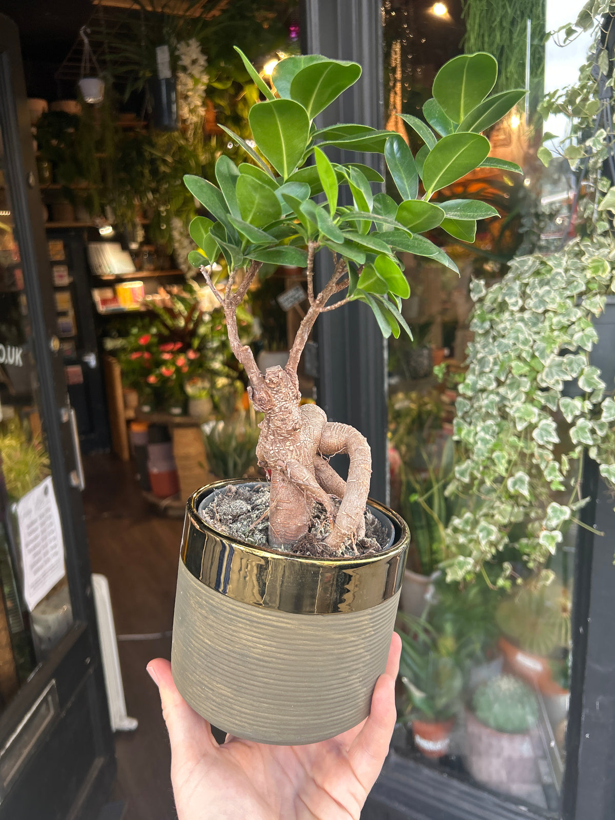 Ficus Ginseng | 13cm ceramic decorative pot