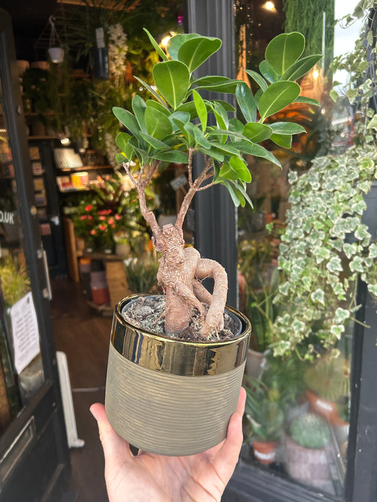 Ficus Ginseng | 13cm ceramic decorative pot