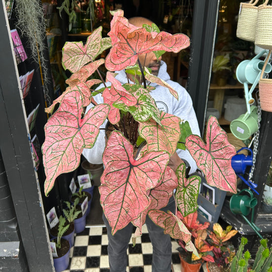 A Caladium Spring Fling plant also known as a Caladium Bicolor in front of Urban Tropicana&