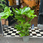 A Fatsia Japonica plant also known as a Japanese Aralia in front of Urban Tropicana&