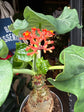 Jatropha Podagrica | 13cm pot