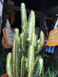 Euphorbia Trigona Green | 21cm pot