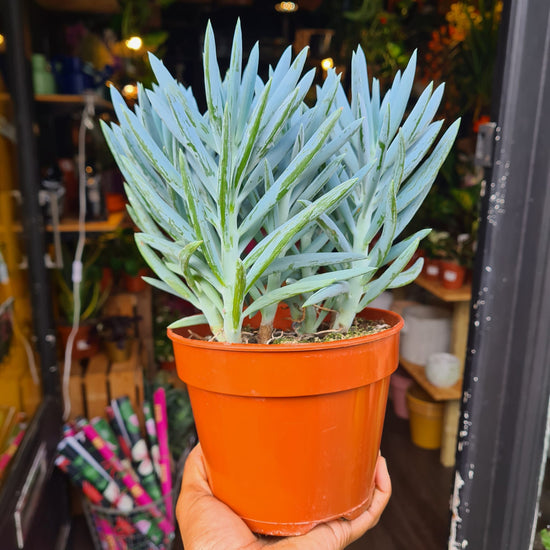 A Curio plant also known as a Blue Chalksticks in front of Urban Tropicana&