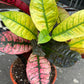 A Codiaeum Mrs Iceton plant also known as a Joseph’s Coat in front of Urban Tropicana&