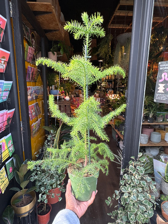 Araucaria Heterophylla | Norfolk Island Pine | 14cm pot