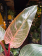Philodendron Birkin ‘Pink Bikini’ | 10.5cm pot