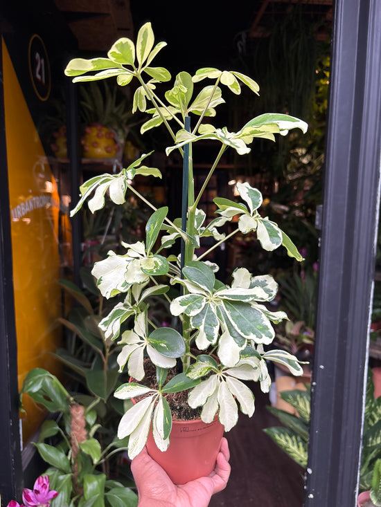 Schefflera Arboricola ‘Charlotte’ | 13cm pot