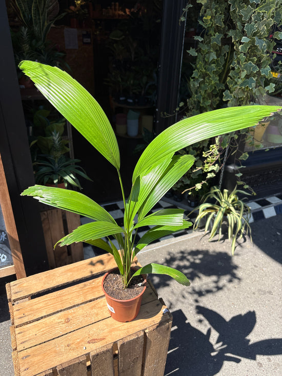 Licuala Grandis | 12cm pot