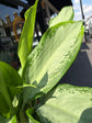 Aglaonema Cleopatra  | 17cm pot