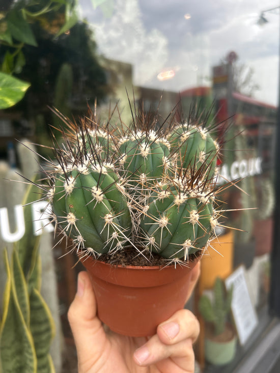 Stetsonia Coryne | 10cm pot