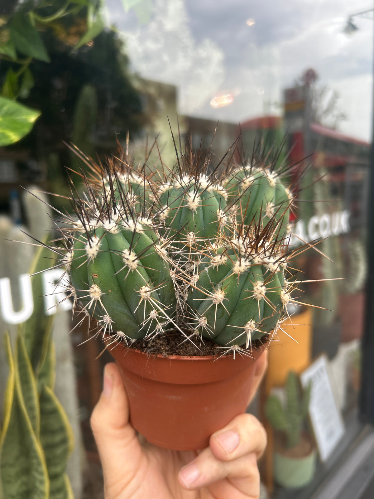 Stetsonia Coryne | 10cm pot