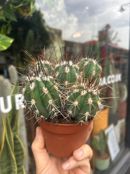 Stetsonia Coryne | 10cm pot