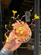 Oxalis Vulcan Gold | 6cm pot