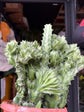 Euphorbia lactea Cristata | 17cm pot